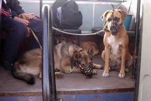 Перевозка собак в общественном транспорте